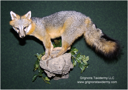 grey fox